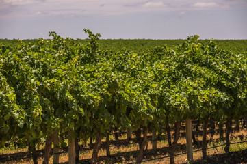 Fototapeta premium Vineyard cultivation in rural South Australia is well suited to the temperate climate in the region