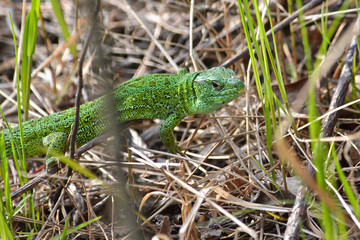 Green sand lizard.