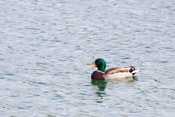A Mallard in the water.