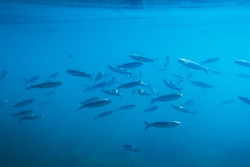 School of fish underwater in the ocean 