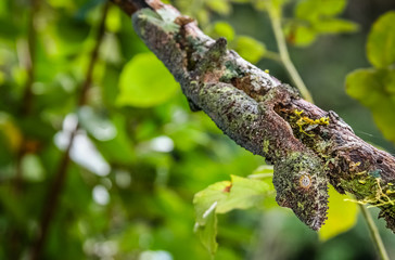 Leaf-tailed gecko