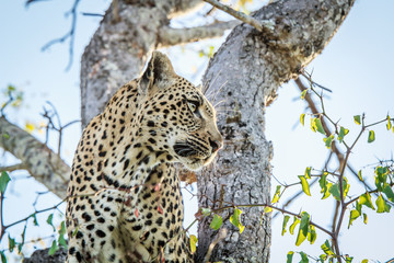 Side profile of a Leopard.