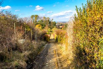 Fototapeta na wymiar Rural, forest road, descend between garden and forest autumn, November, Slovakia