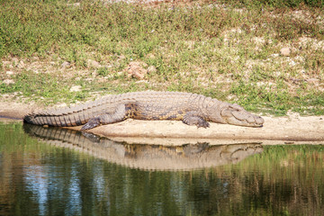 Nile crocodile laying next to the water.