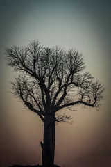 Papier Peint photo Lavable Baobab Baobab au lever du soleil
