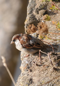 passerotto