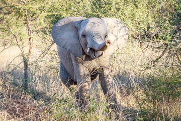 Playful baby Elephant.