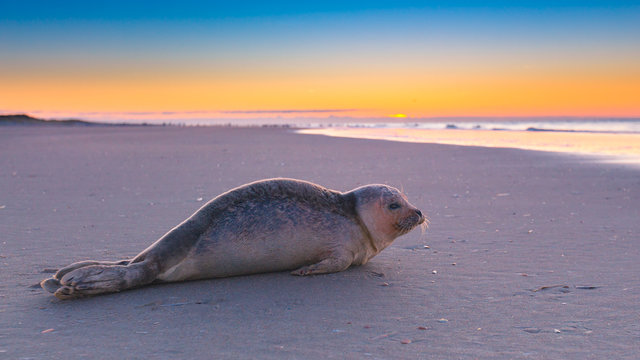Robbe am Strand