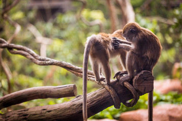 Monkey cleaning another monkey