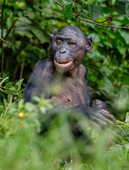 Close up Portrait of Bonobo in natural habitat. Green natural background. The Bonobo ( Pan paniscus). Democratic Republic of Congo. Africa