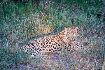 Leopard laying in the grass in the spotlight.