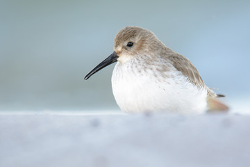 Alpenstrandläufer ei der Nahrungssuche am Strand