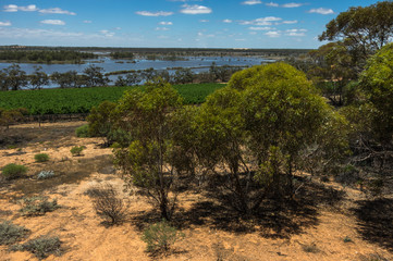 Vineyard cultivation in rural South Australia is  well suited to the temperate climate in the region