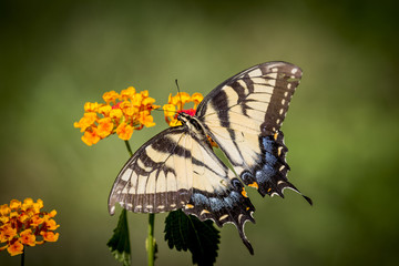 Fototapeta premium insects