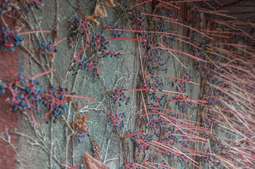 decorative grapes on a wall in high quality