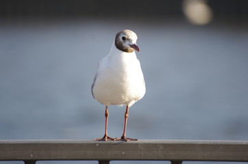 Möwe auf einem Zaun