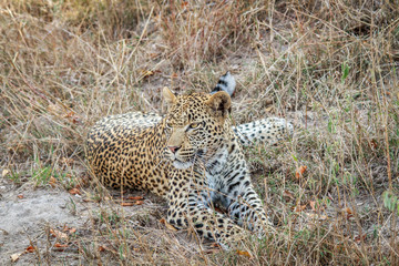 Leopard laying in the grass.