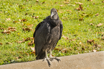 Black Vulture 