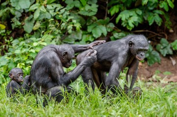 Bonobo in natural habitat. Green natural background. The Bonobo