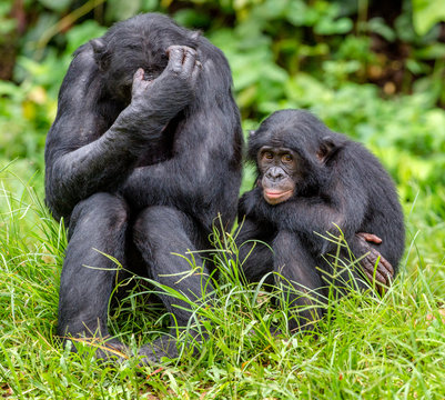 Bonobo in natural habitat. Green natural background. The Bonobo