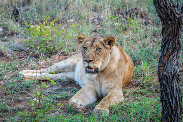 Fototapeta premium Female Lion laying in the grass.