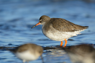 Rotschenkel an der Ostsee auf Nahrungssuche