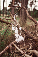 Dream Catchers Hanging On Dead Wood