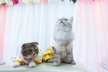 Two cats were dressed as married couples.