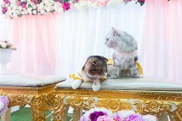 Two cats were dressed as married couples.