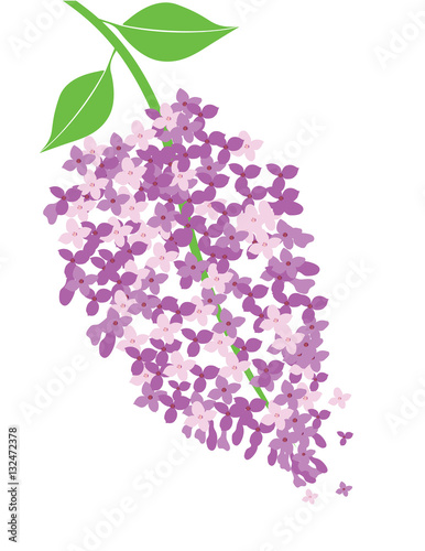 Free Free 168 Svg File Free Lilac Flower Svg SVG PNG EPS DXF File