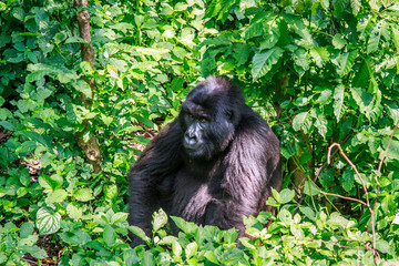 Mountain gorilla sitting in leaves.