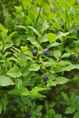 Owoc jagody leśnej na krzaku © bnorbert3