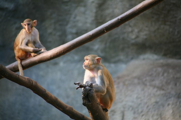 Monkey / Rhesus Macaque