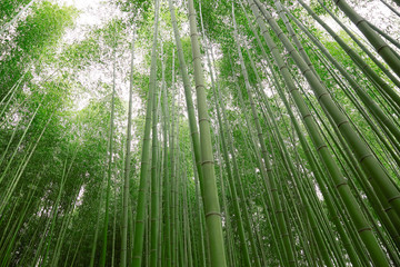 Fototapeta premium 竹林