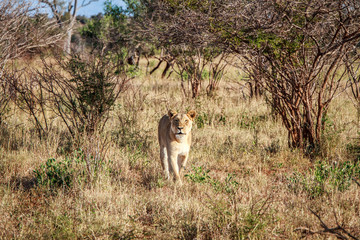 Lion walking towards the camera.