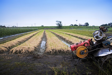 Rows of shallot plants with a cultivation machine in an agricultural landscape.
