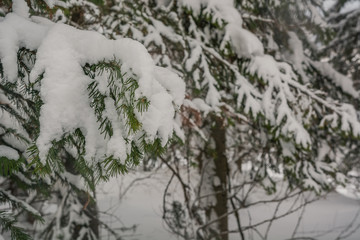 The wood in snow in the winter