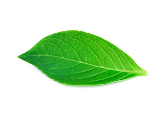 Obraz premium Green leaf on white background
