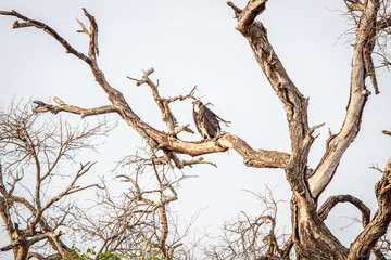 White-headed vulture on a branch.