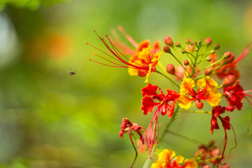All colorful flowers in nuture