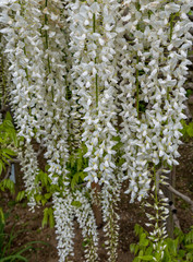 Wisteria - Fuji flowers in Japan