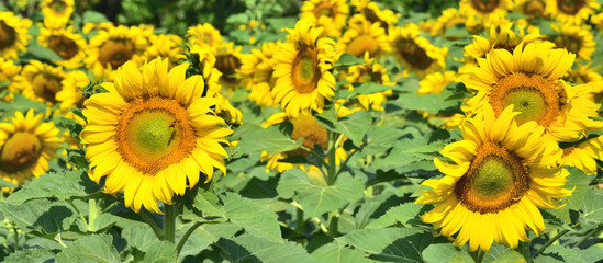 Fototapeta na wymiar field of sunflower 