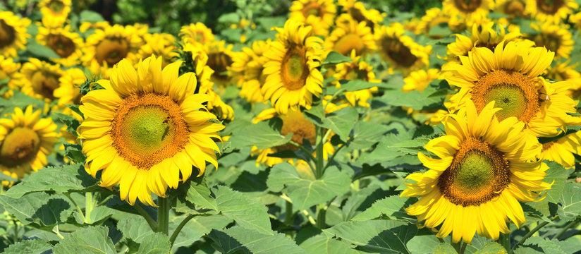 field of sunflower
