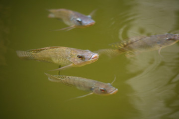 Asian freshwater fish