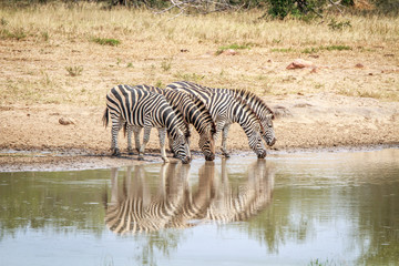 Fototapeta na wymiar Four Zebras drinking.