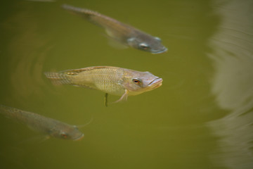 Asian freshwater fish