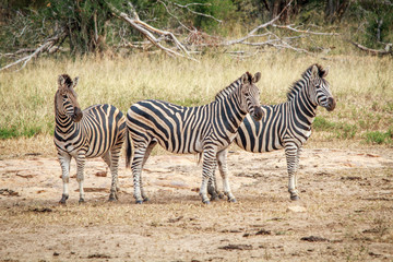 Fototapeta na wymiar Three starring Zebras.