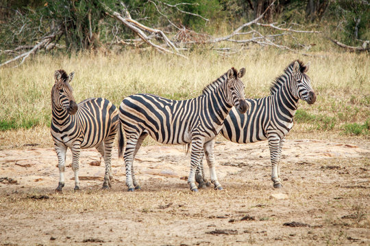 Three starring Zebras.