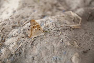 the butterfly on sand macro