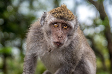 Monkey
